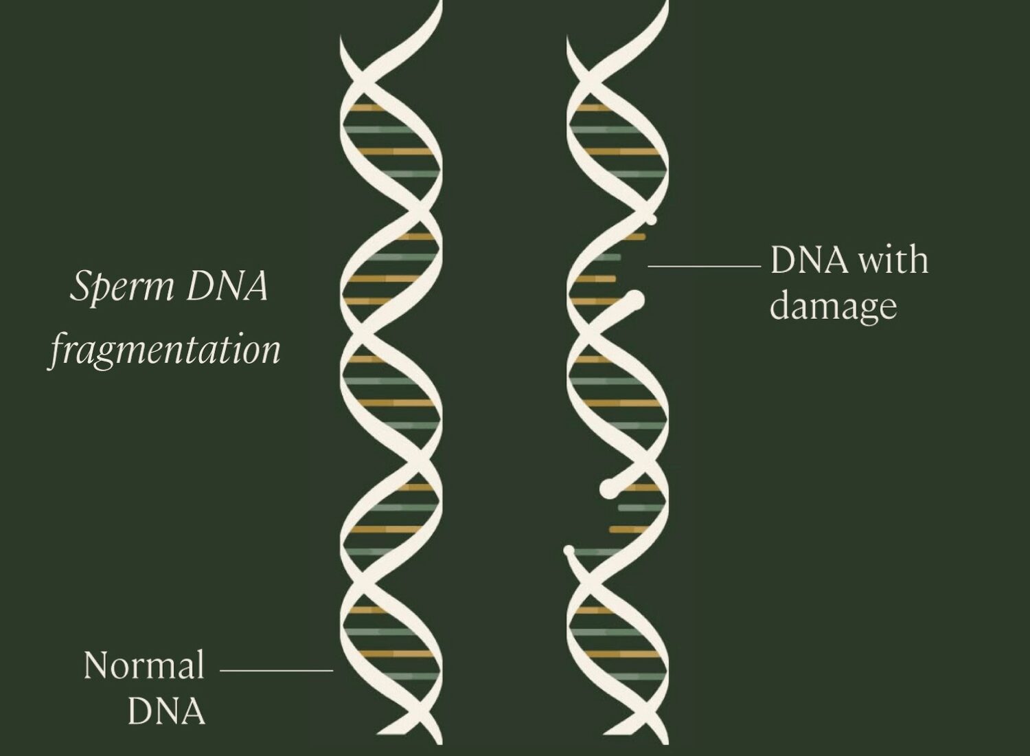 dna-facts-sperm-ttc-sperm-health-fertility-tests (1) dna-facts-sperm-ttc-sperm-health-fertility-tests-1