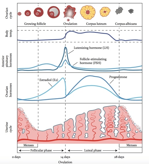 menstruation cycle hormones