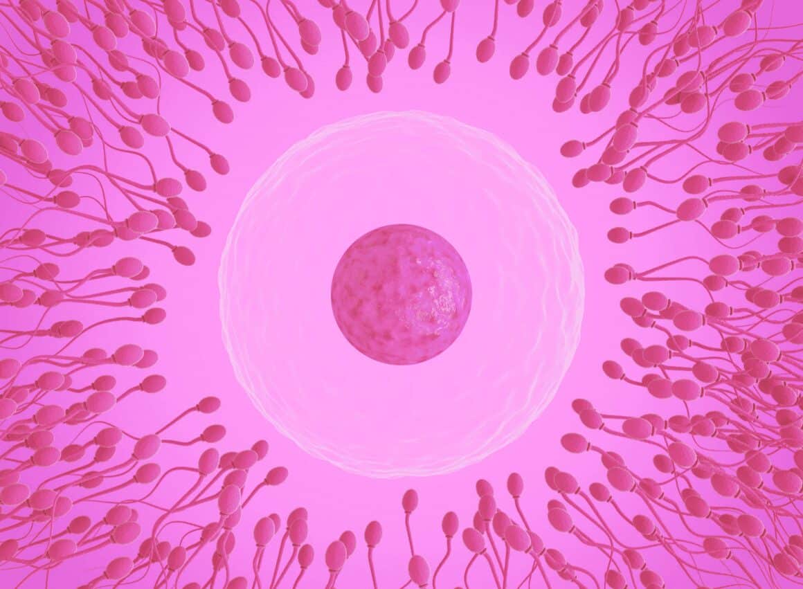 egg donors fertilisation