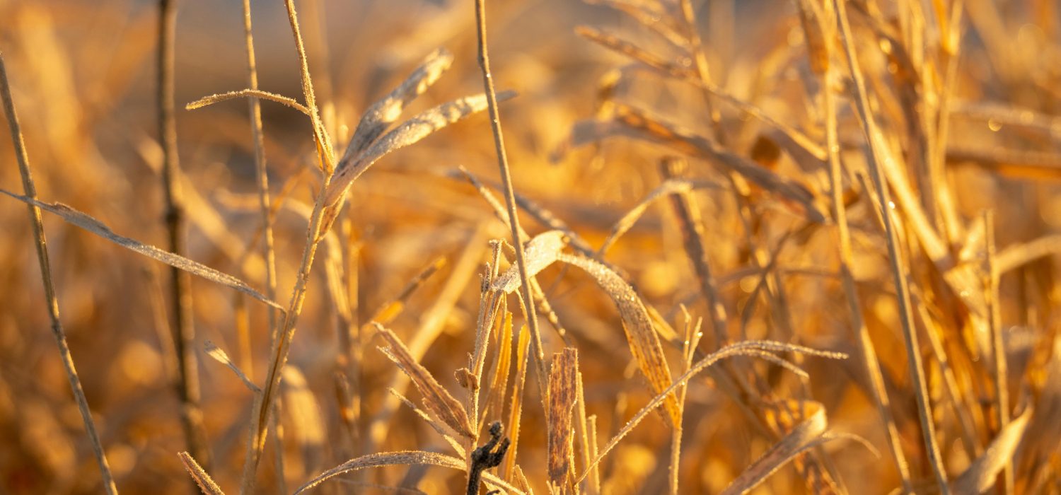 hayfever and eyes​